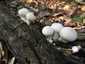 Bimbós pöfeteg (Lycoperdon perlatum), Mátra